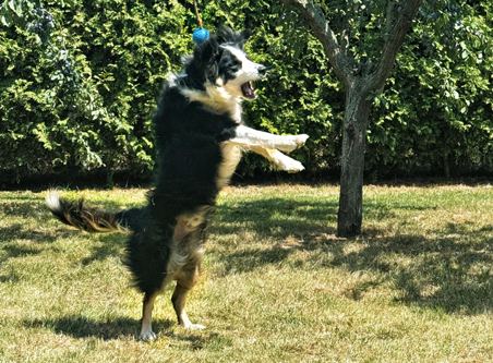 Psí hotel Packa Roudnice nad Labem