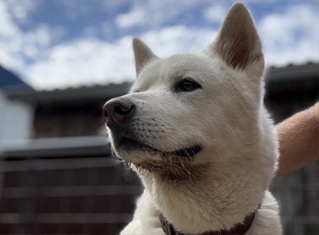 Psí hotel Packa Roudnice nad Labem